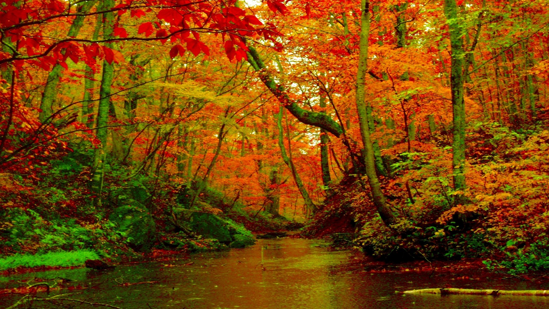 Autumn Forest River Desktop Background HD Wallpaper