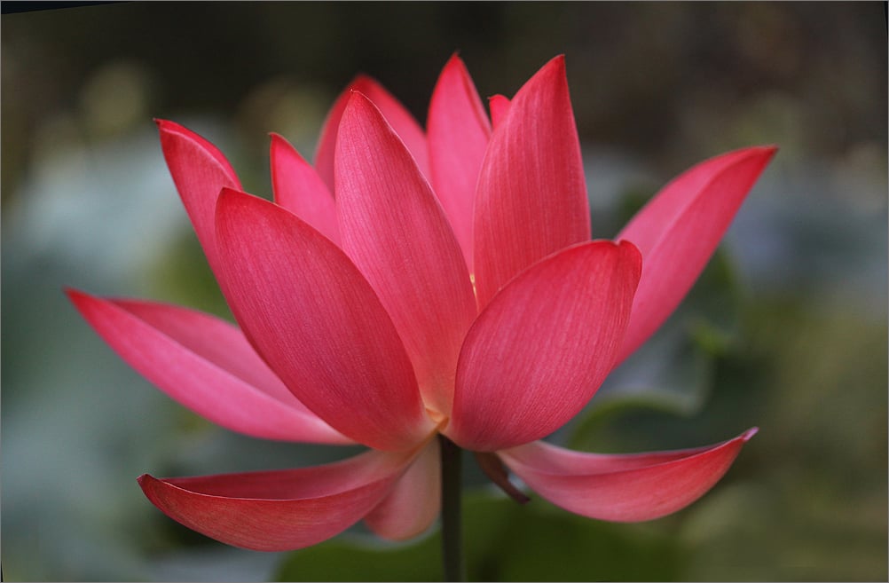 Red Lotus Flower   Flower HD Wallpapers Images PIctures Tattoos and 1002x657