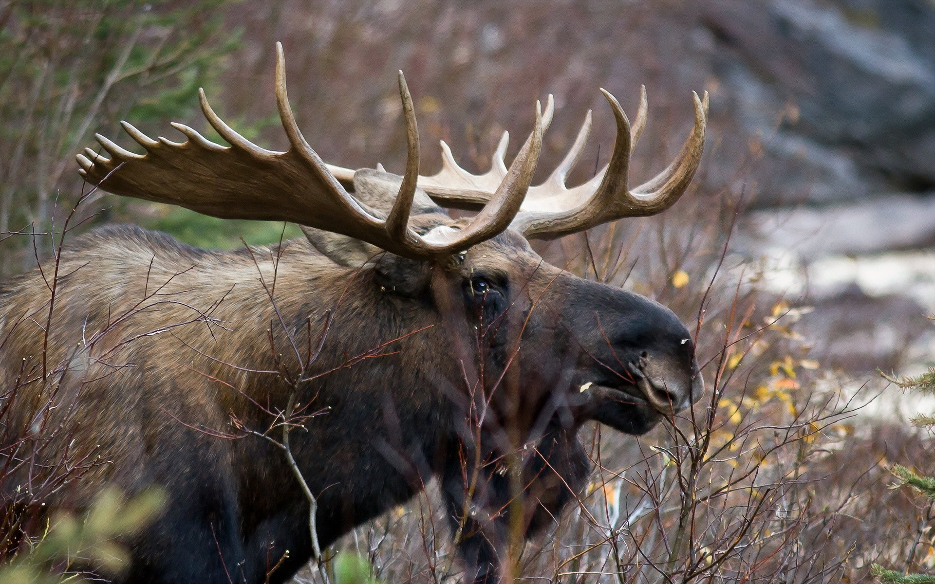 Animal Moose HD Wallpaper