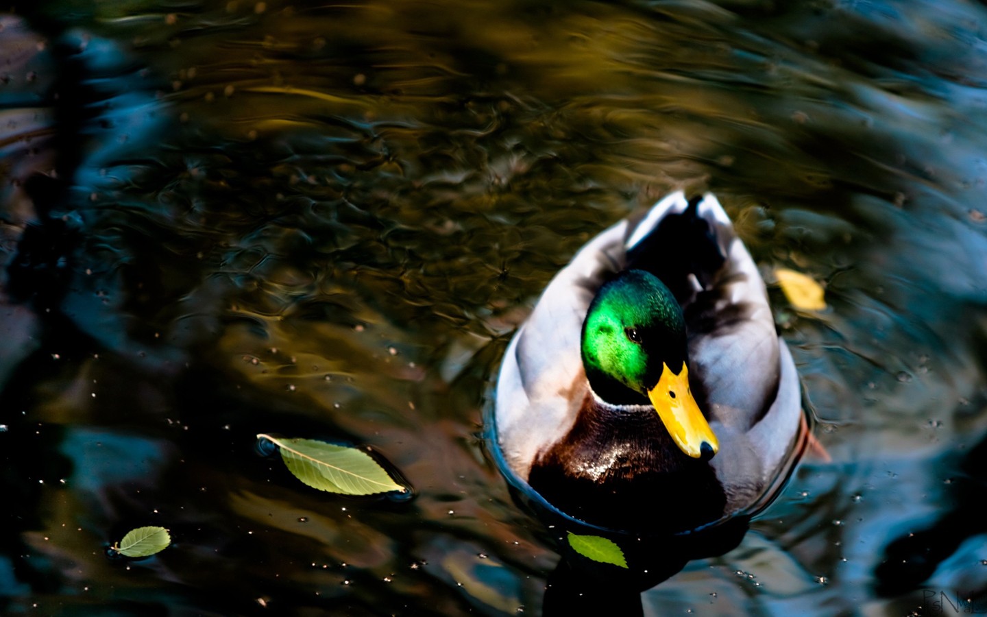 Duck On Water Wallpaper Screensavers Ventube