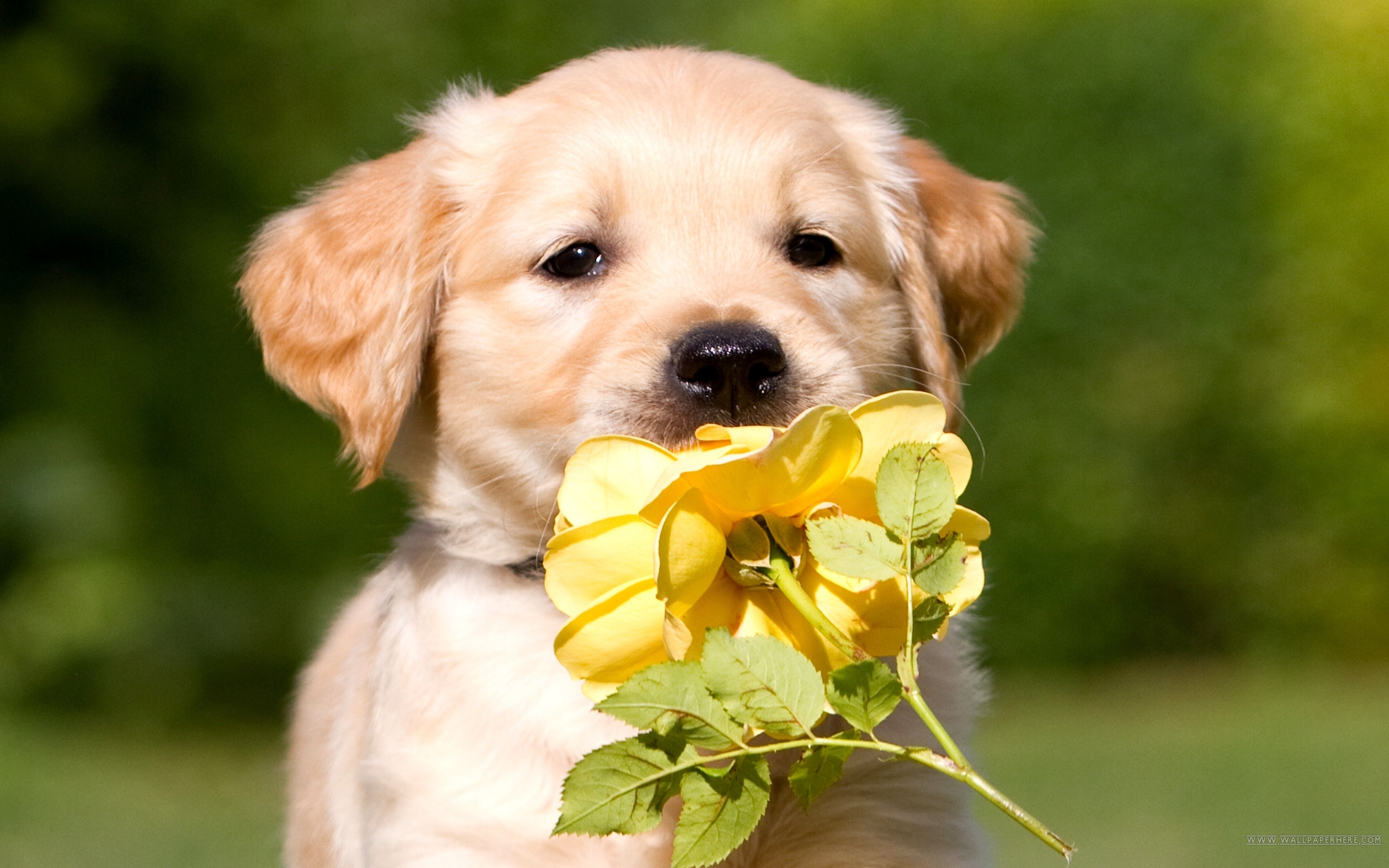 Chó con Golden Retriever là loại chó đáng yêu và hết sức dễ thương. Nếu bạn đang tìm kiếm nền ảnh chó con Golden Retriever cao độ, hãy đến với chúng tôi. Những hình nền này sẽ chắc chắn đem lại cảm giác vui tươi và thỏa mãn cho bạn.