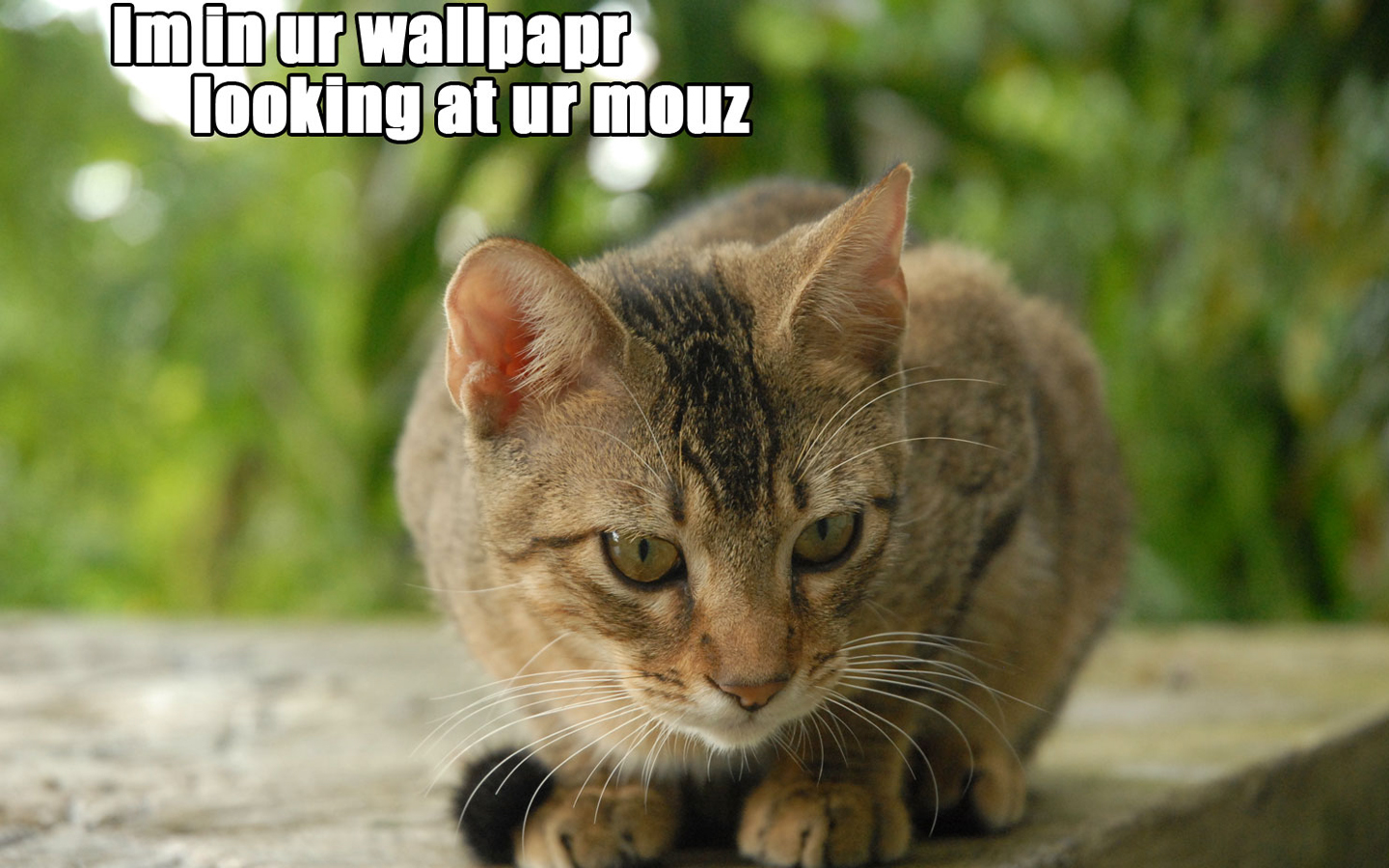 Cats Lolcat Wallpaper Wallpoper