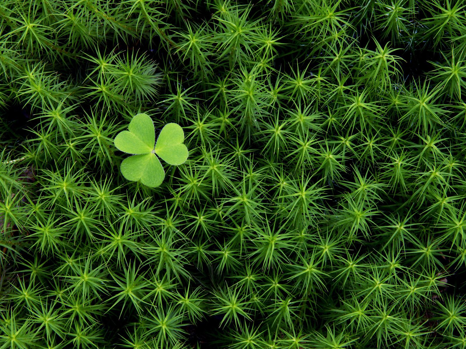 Happy St Patrick S Day Powerpoint Background