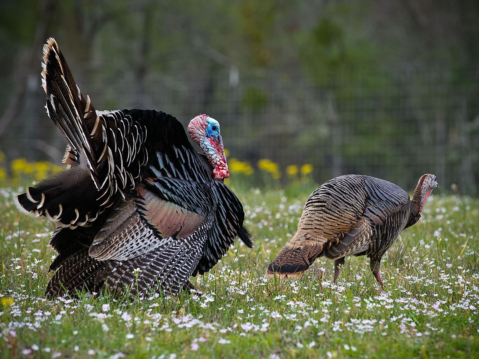 Turkey Hunting Wallpaper Top Background