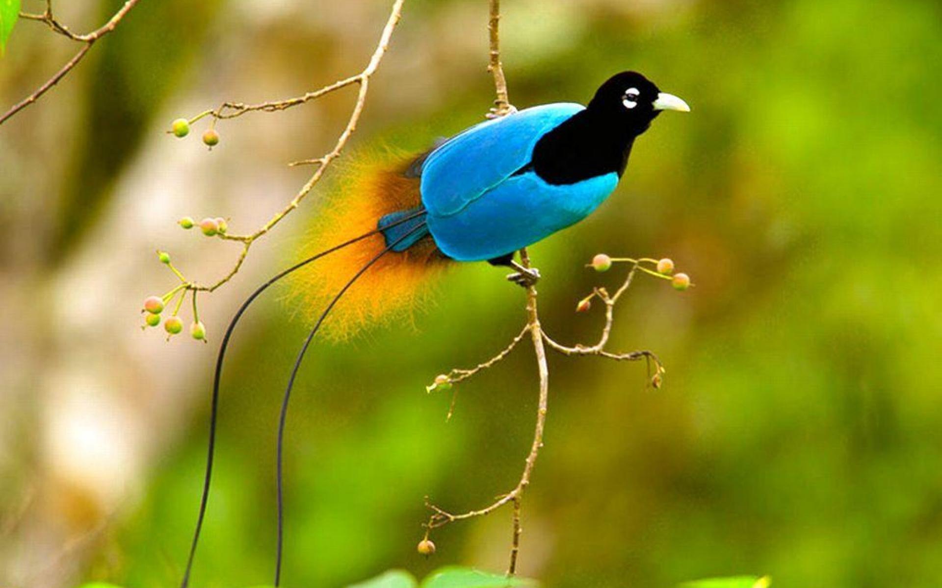 Wallpapers Birds Of Paradise