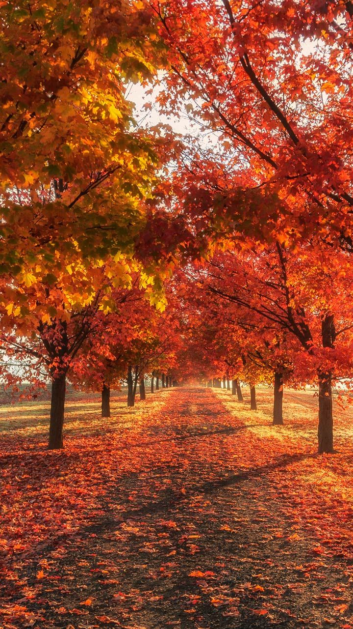 Fall Wallpaper Phone Background HD For iPhone Android Mobile