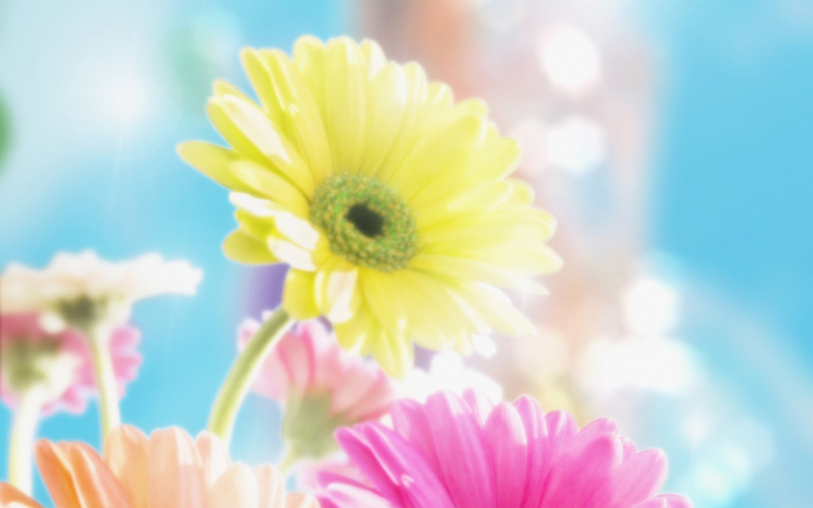 Flowers For Flower Lovers Background Desktop