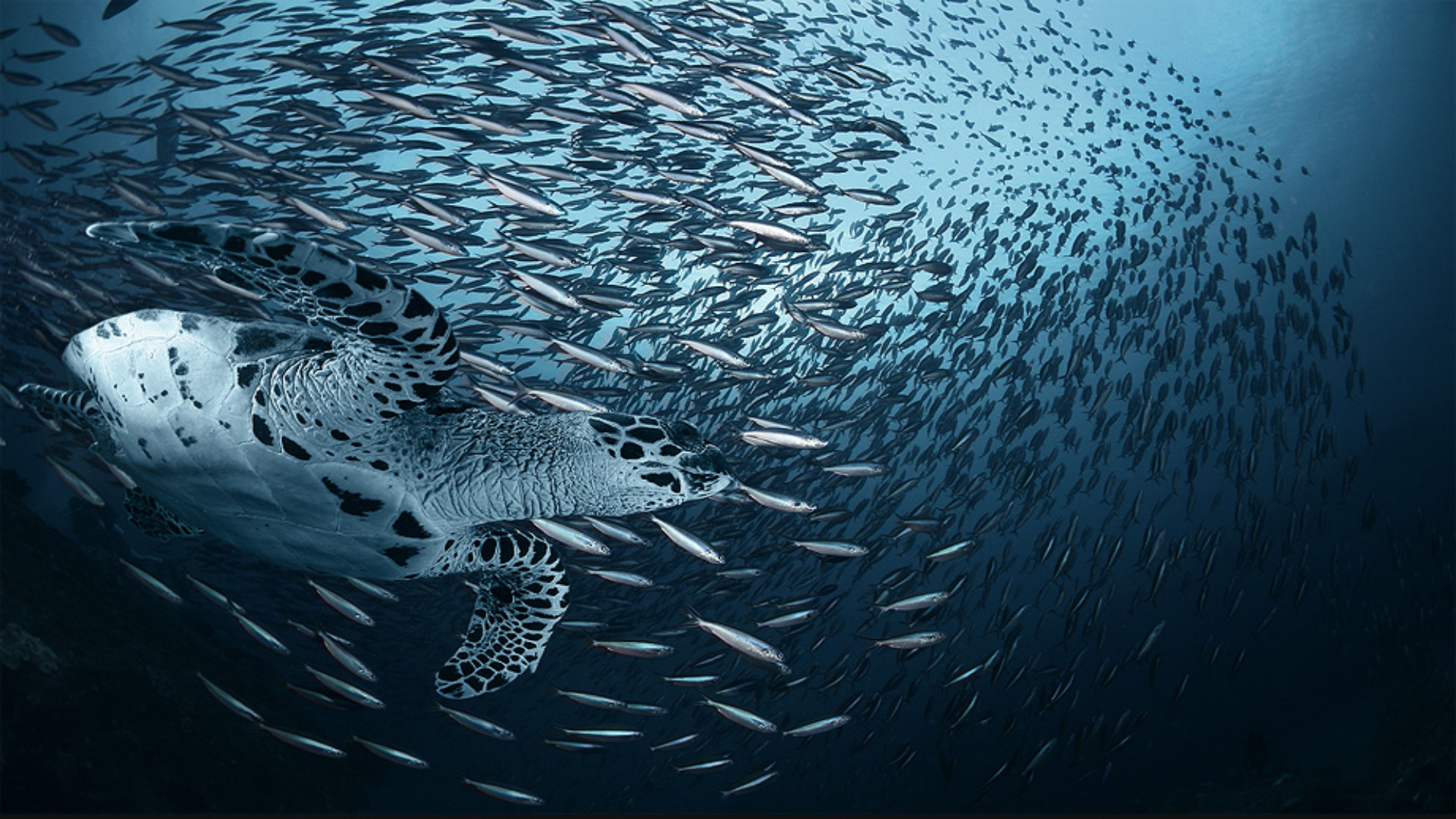 ocean animals  Ocean wallpaper Animal wallpaper Ocean animals