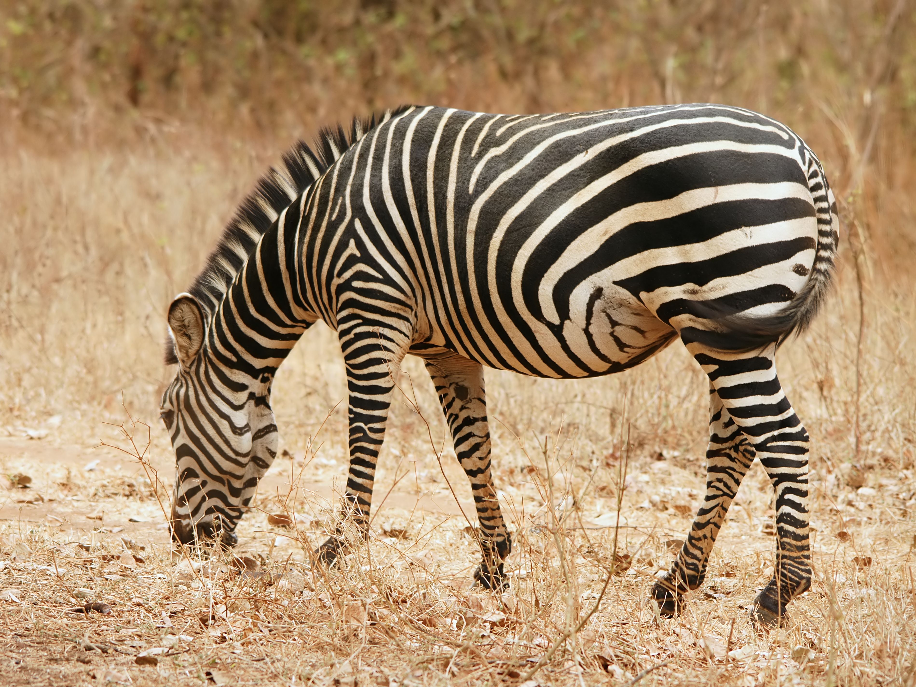 Narrower Than Average Rump Stripes On A Grant Zebras Unusual