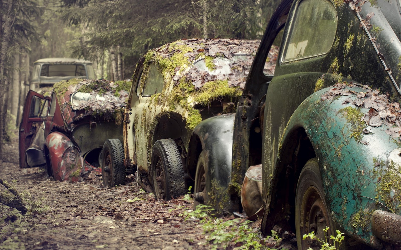 Volkswagen Beetle Vintage Cars Covered with Moss Awesome Photography