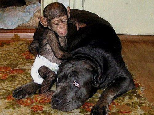Baby Monkey And Dog Best Friends Image
