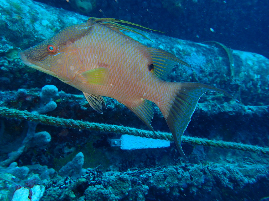 Hogfish Olympus Digital Camera Aquarius Reef Base