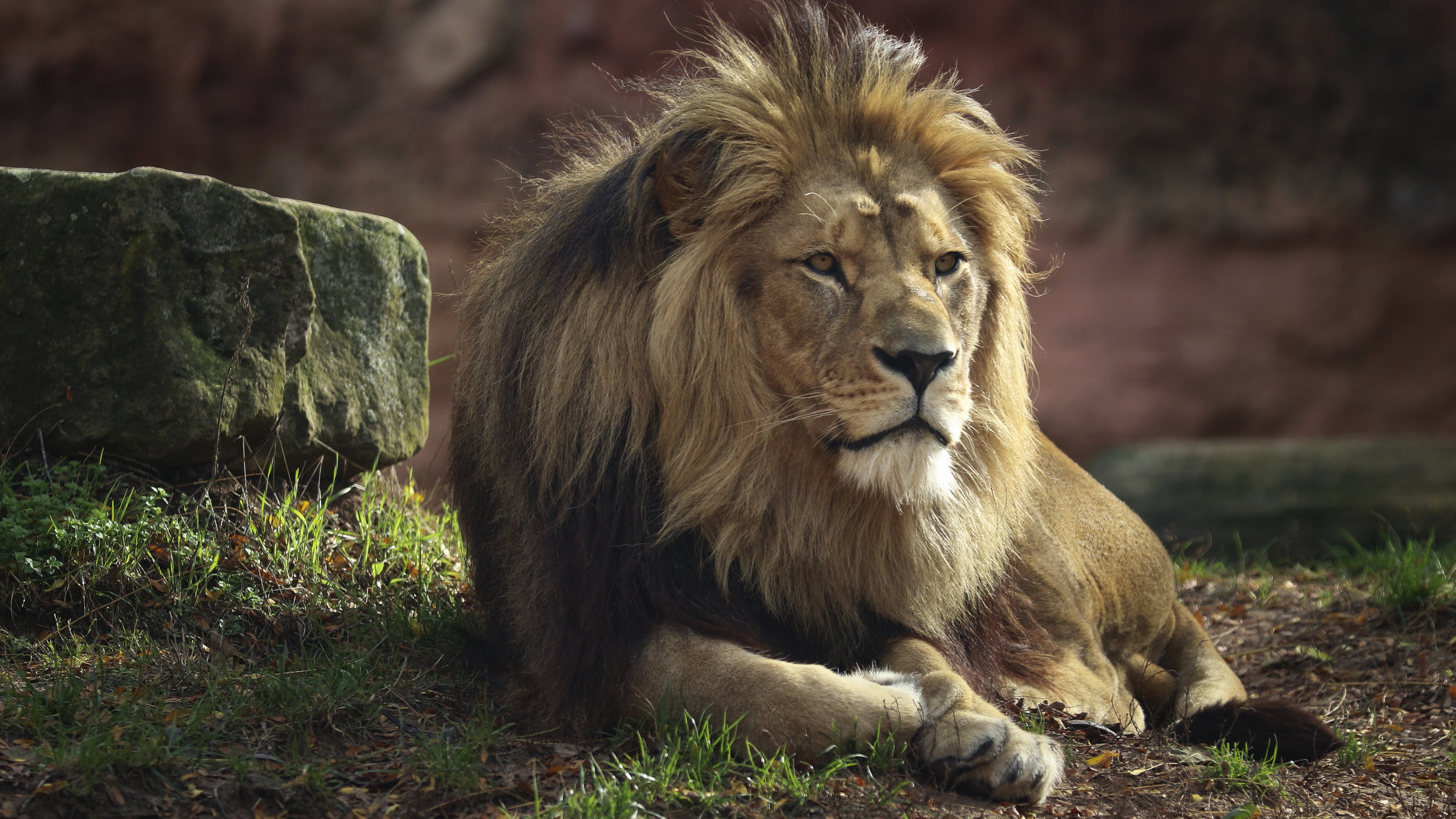 Majestic Male Lion Resting in the Wild