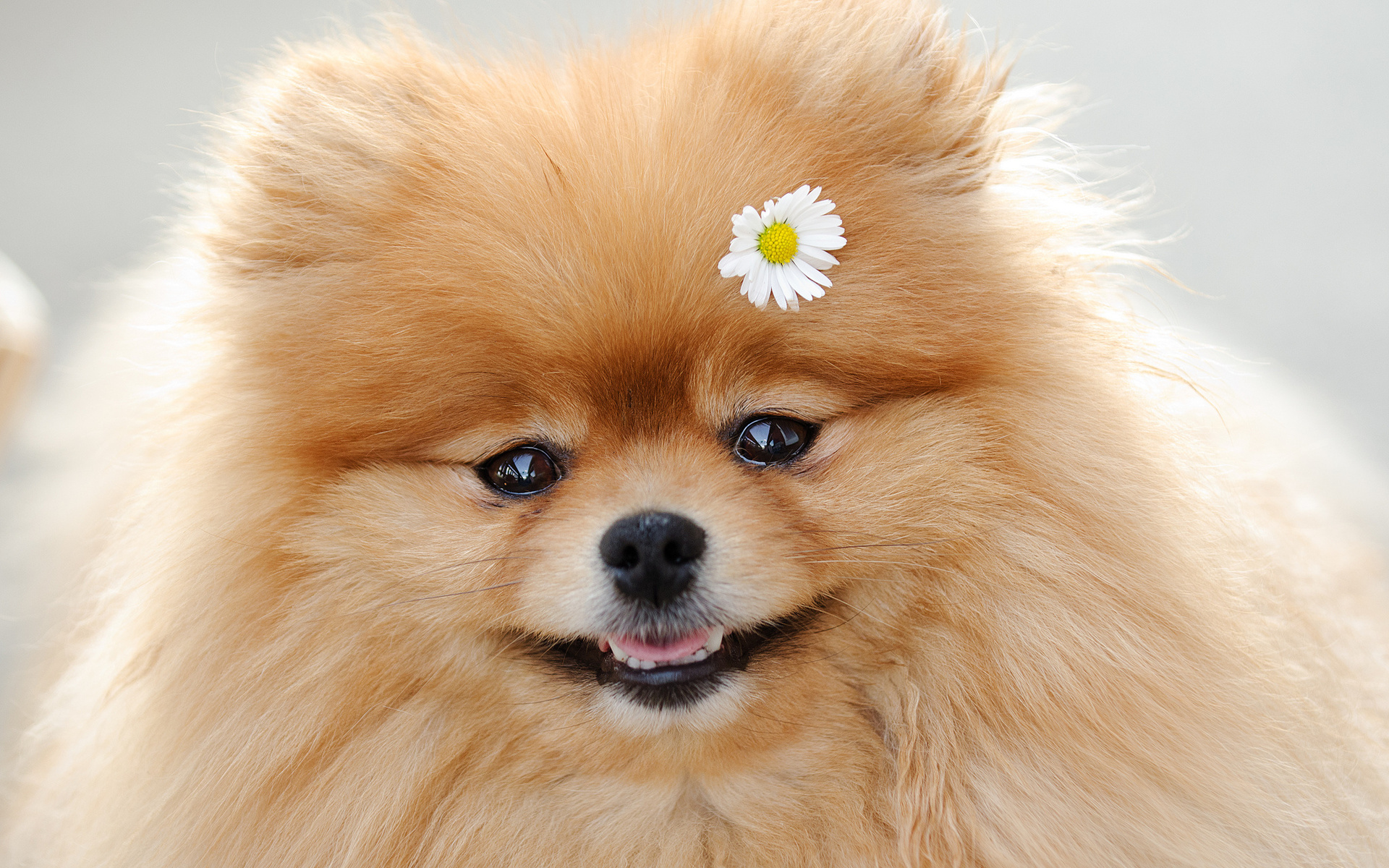 Pomeranian Full HD Wallpaper And Background