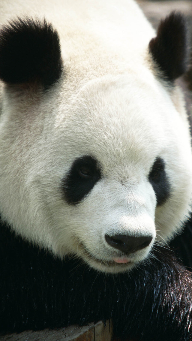 Giant Pandas iPhone Wallpaper Top