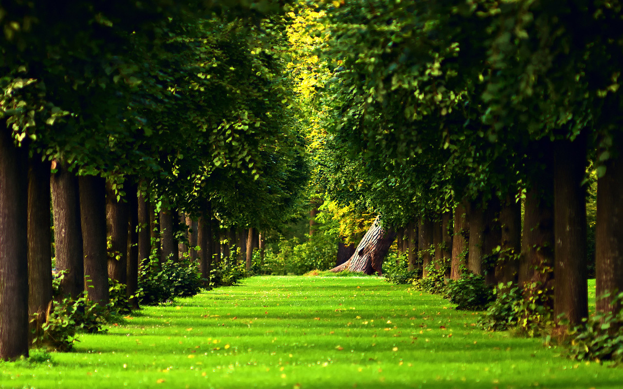 Beautiful green path in the forest   HD nature wallpaper