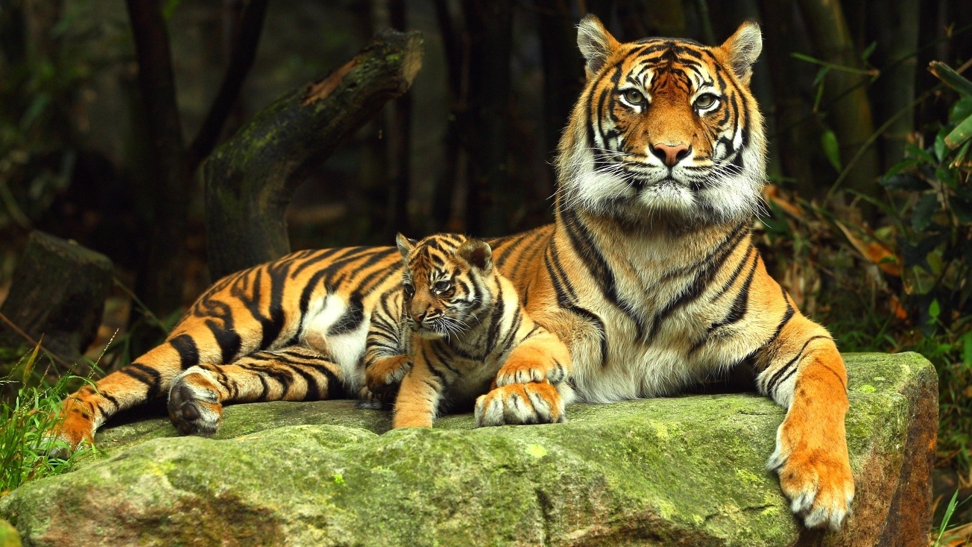 Tiger Desktop Background