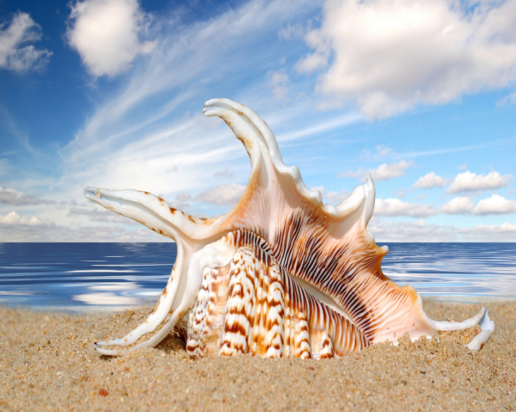 Seashells On The Beach Inspiration Photos