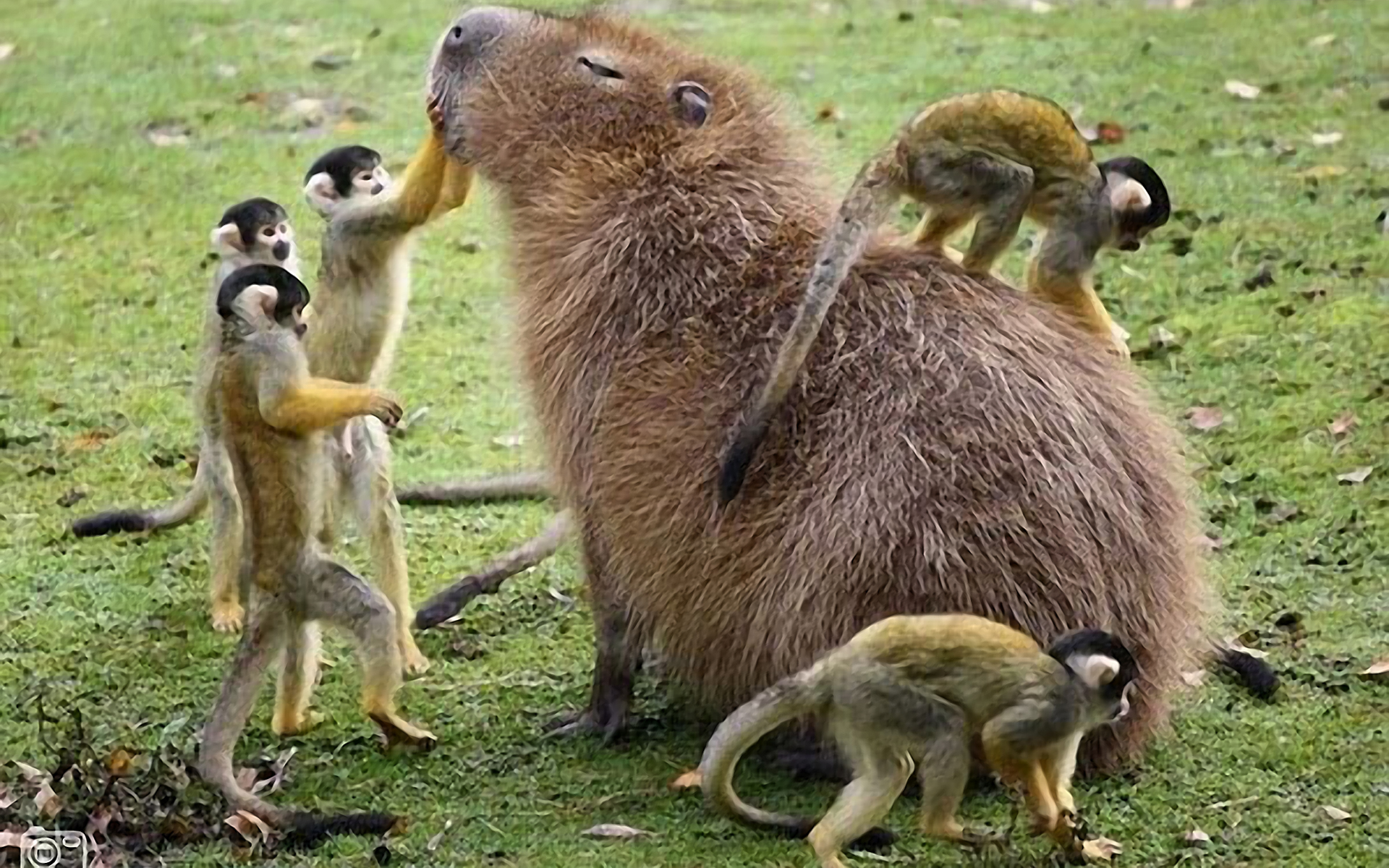 Capybaras on Twitter httpstcoYzYeZFMLKw  Twitter