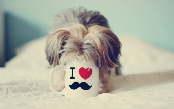 Dogs Funny Pets Mustache Wallpaper