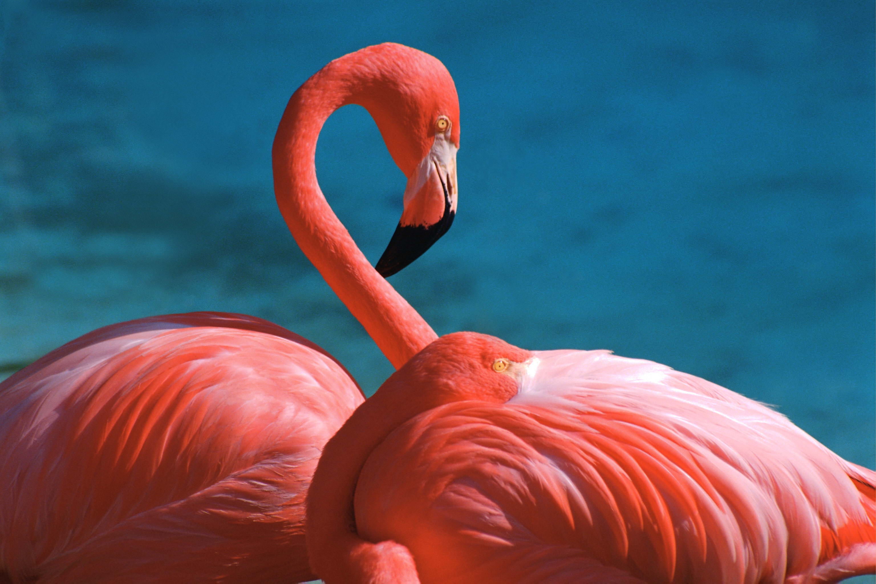 flamingo images white background