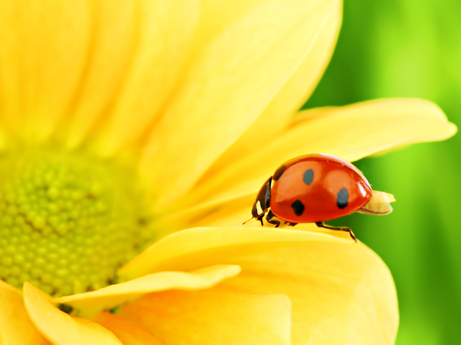 Lady Bug Wallpapers   Funny Animals