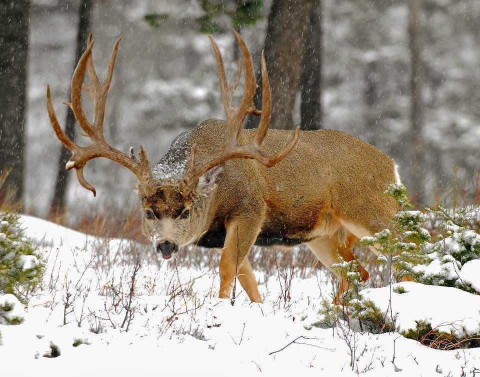 Of Mule Deer Hunters Surveyed Indicated They Wanted To Harvest A