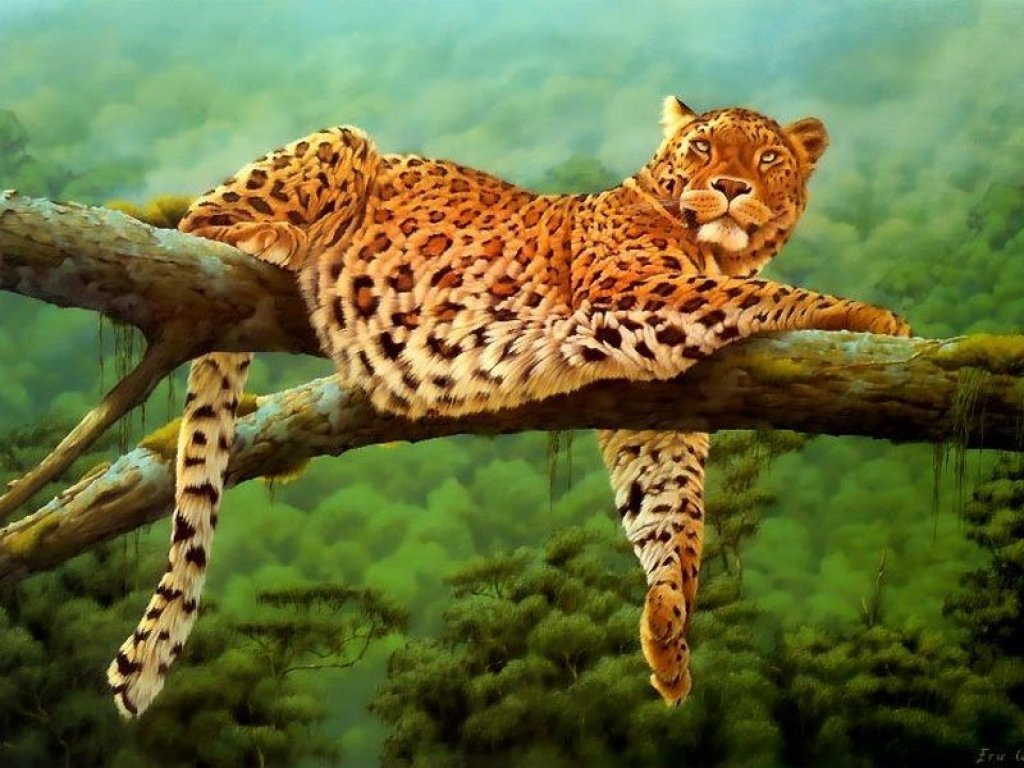 Leoparden Leopard Wallpaper HD