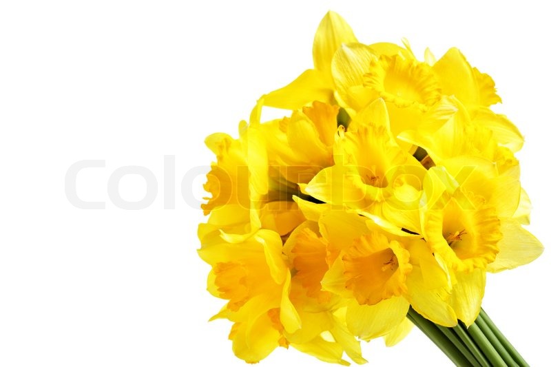 Daffodil Yellow Flowers Desktop Wallpaper Picture