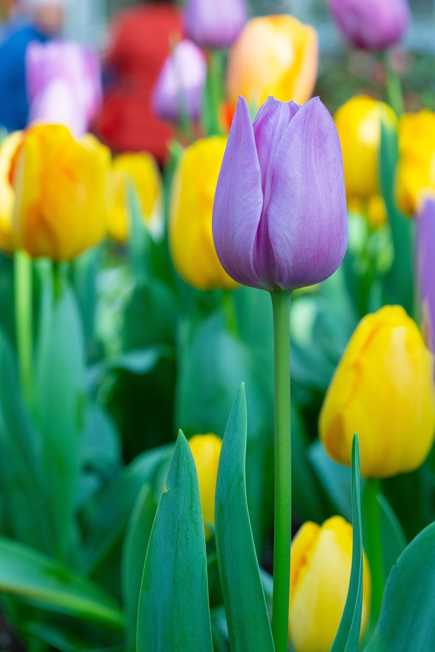 Tulip Wallpaper For iPhone