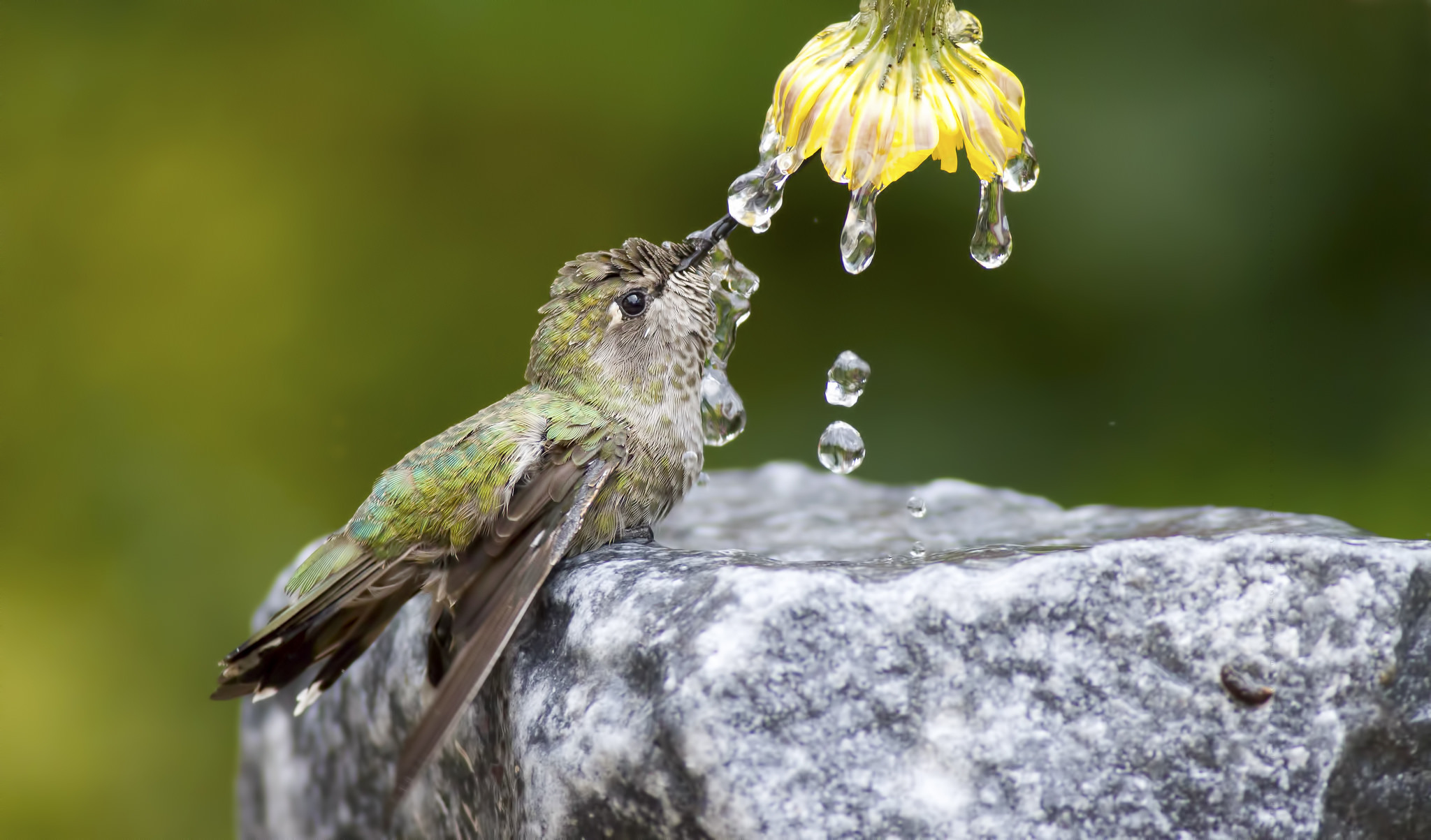 Nature Bird Hummingbird Stone Flower Water Drops Wallpaper