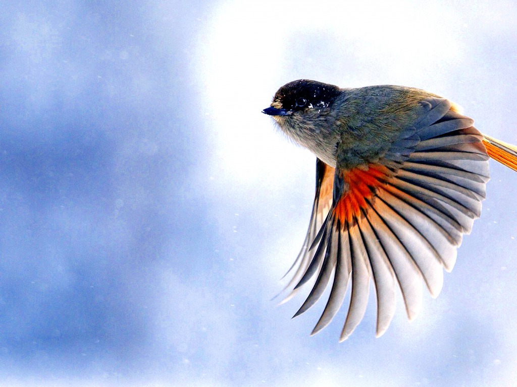 Sparrow Bird Wallpaper Beautiful Flying