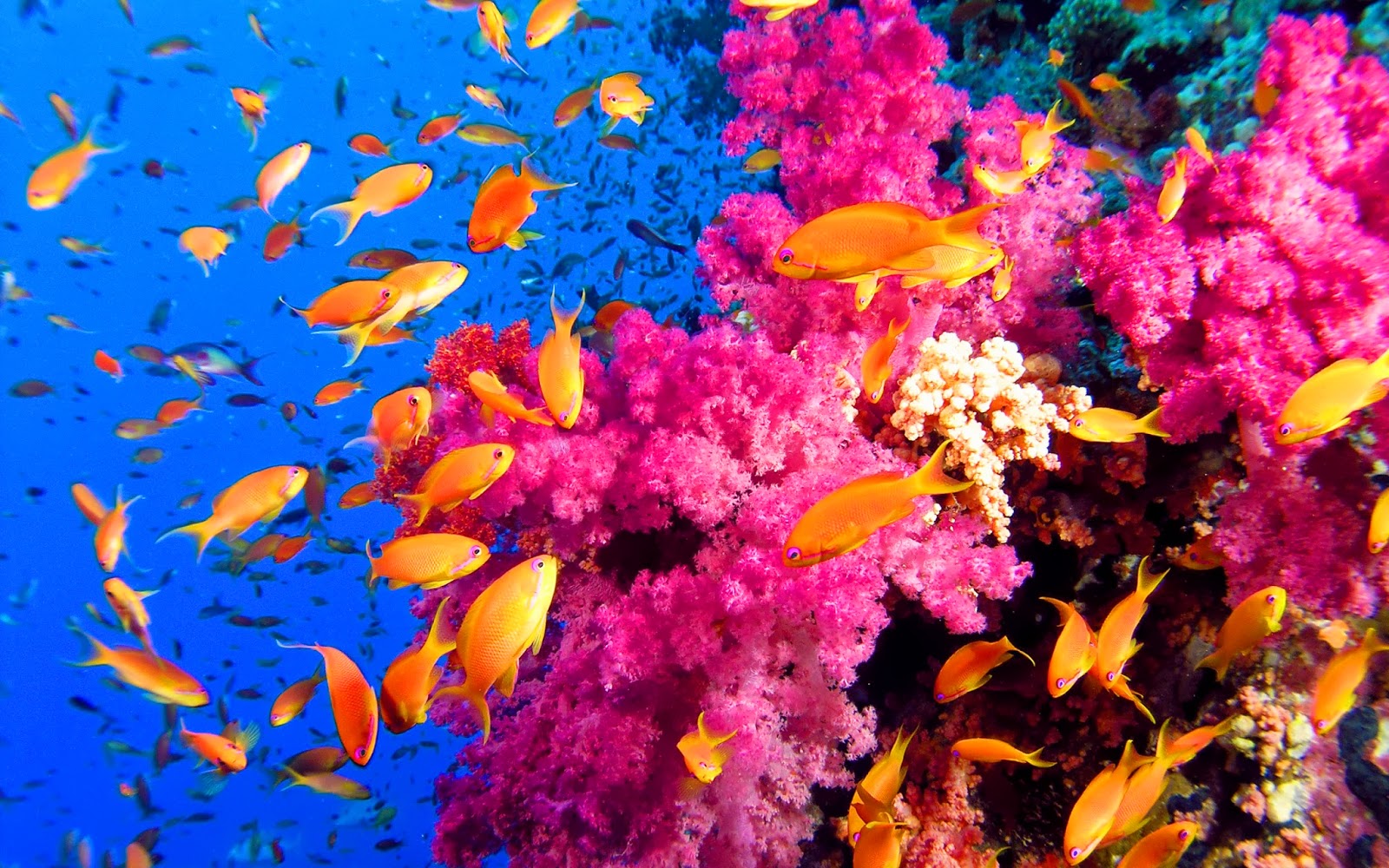 Barrier Reef Color Fish Google Search Ocean Coral Reefs Animal