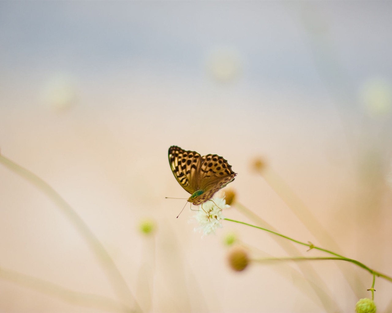 Butterfly Wallpaper Pre
