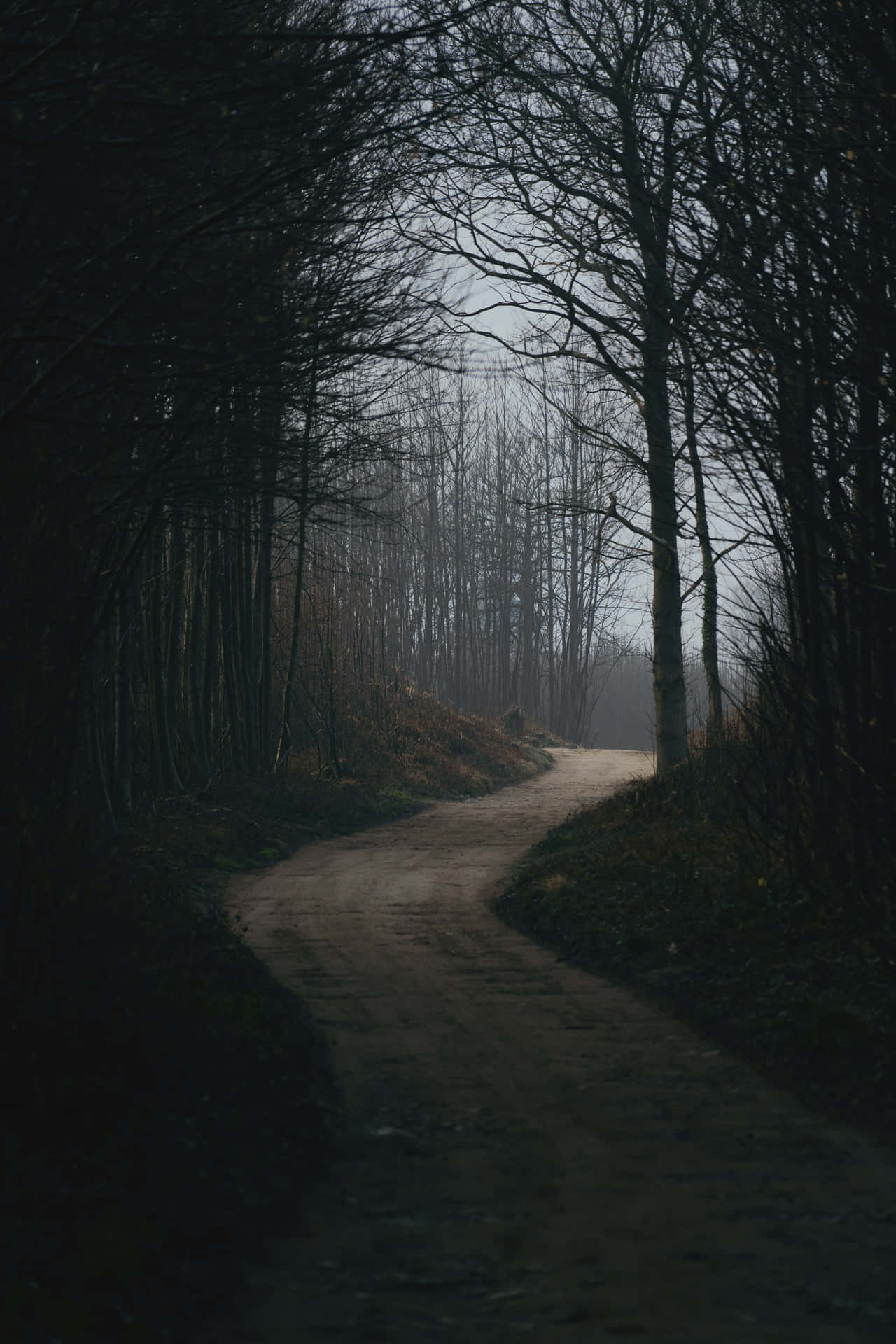 Dark Nature Wallpaper