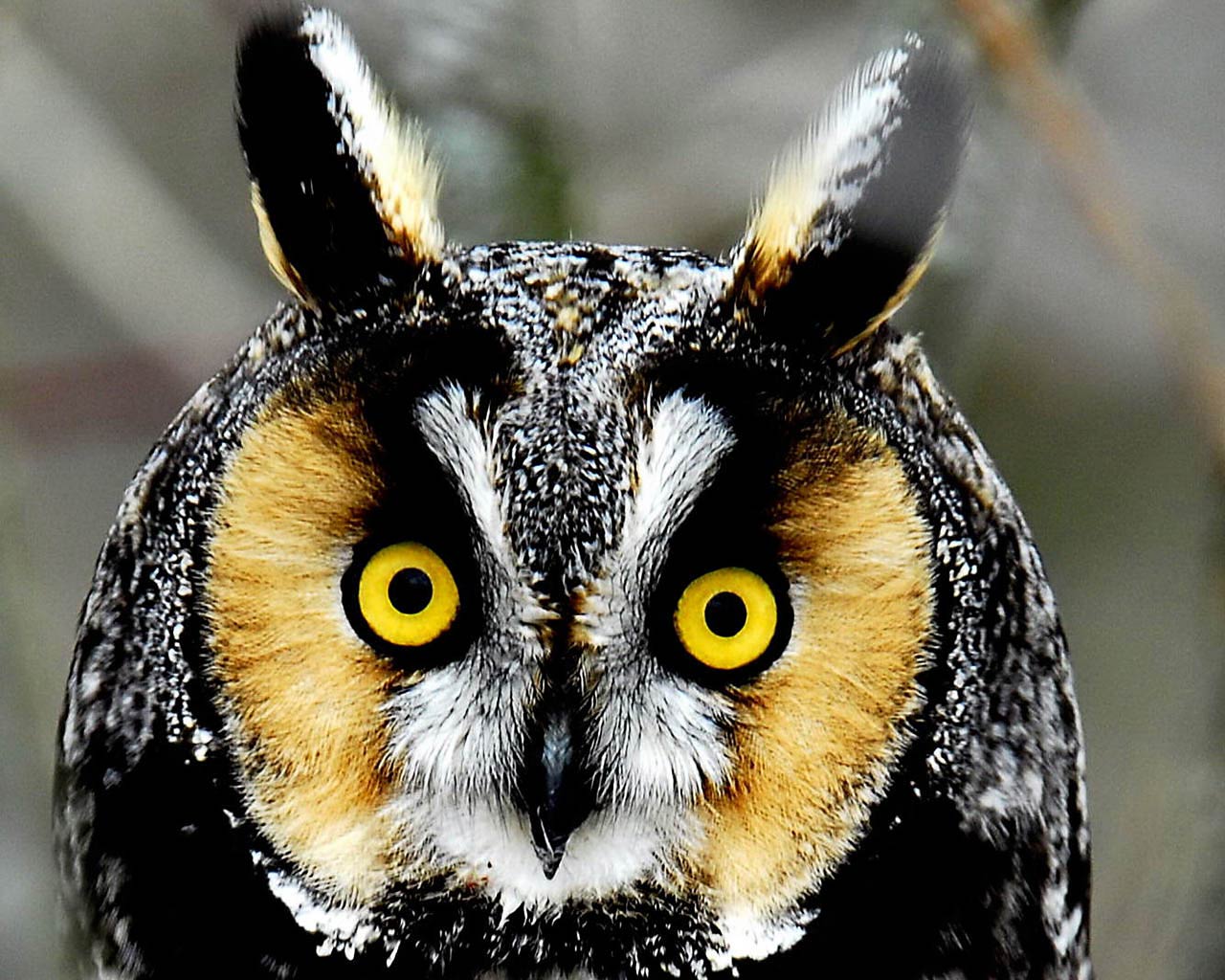 Owl Wallpaper