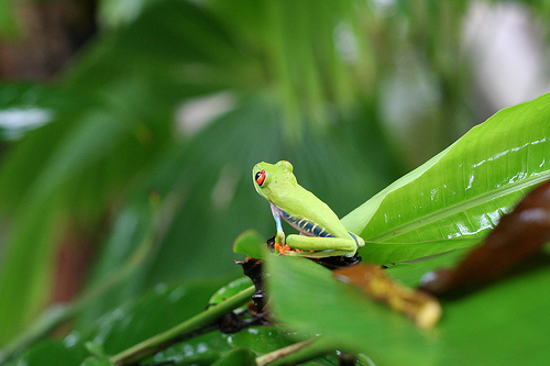 Red Eyed Tree Frog Pictures Photos