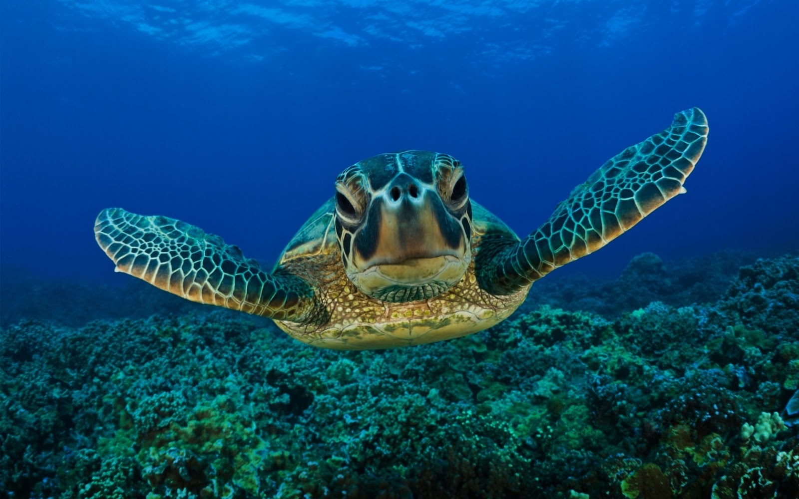 Turtle Underwater HD Wallpaper Animals