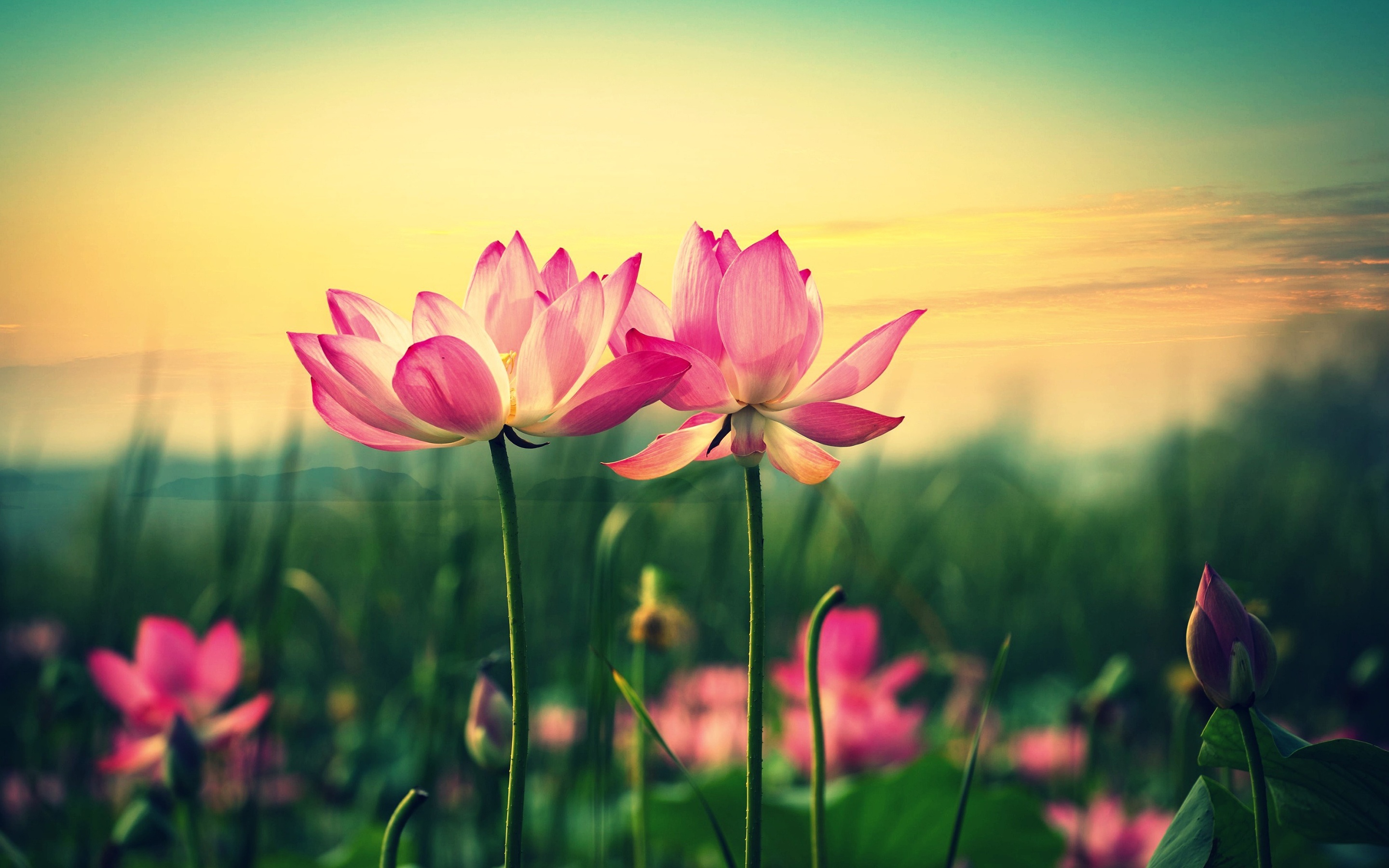 Desktop Wallpaper With Beautiful Pink Lotus Flower HD