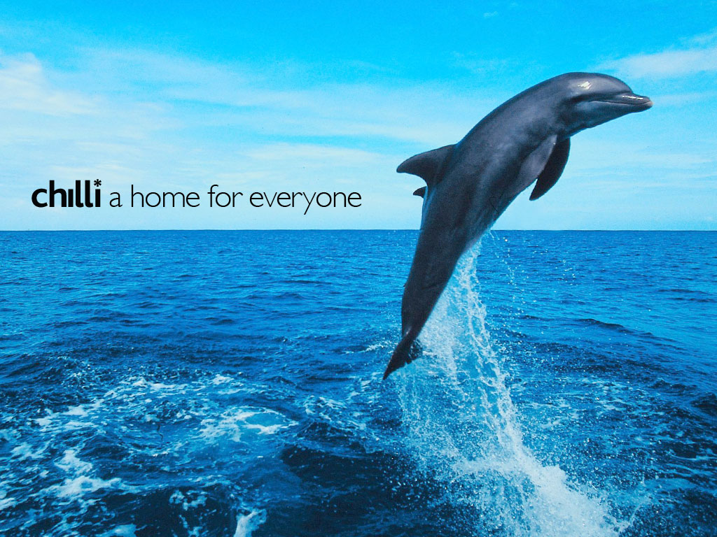 Dolphin Pictures Widescreen HD Wallpaper