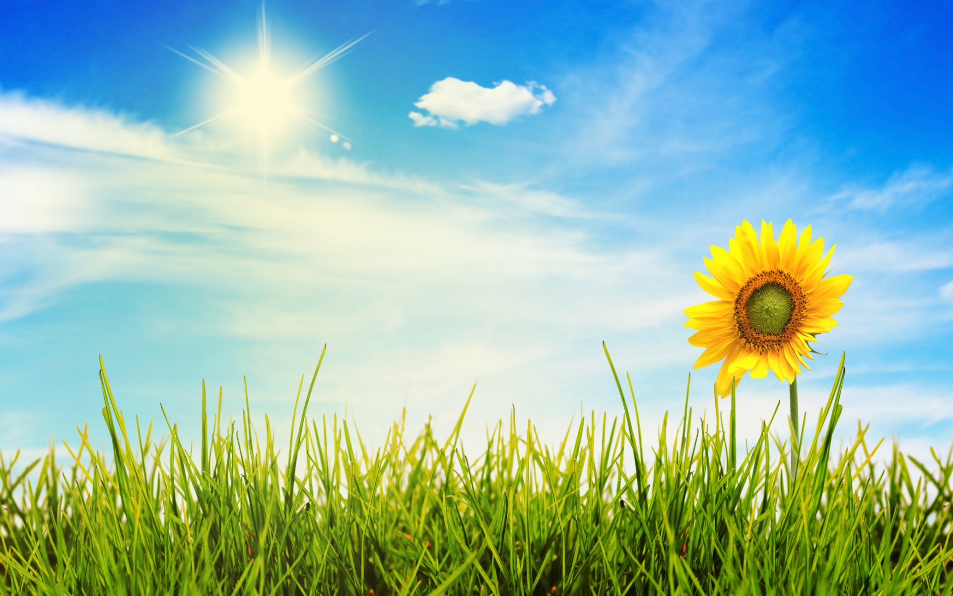 Sunny Day Wallpaper By Paul Senna On Fl Nature HDq Kb