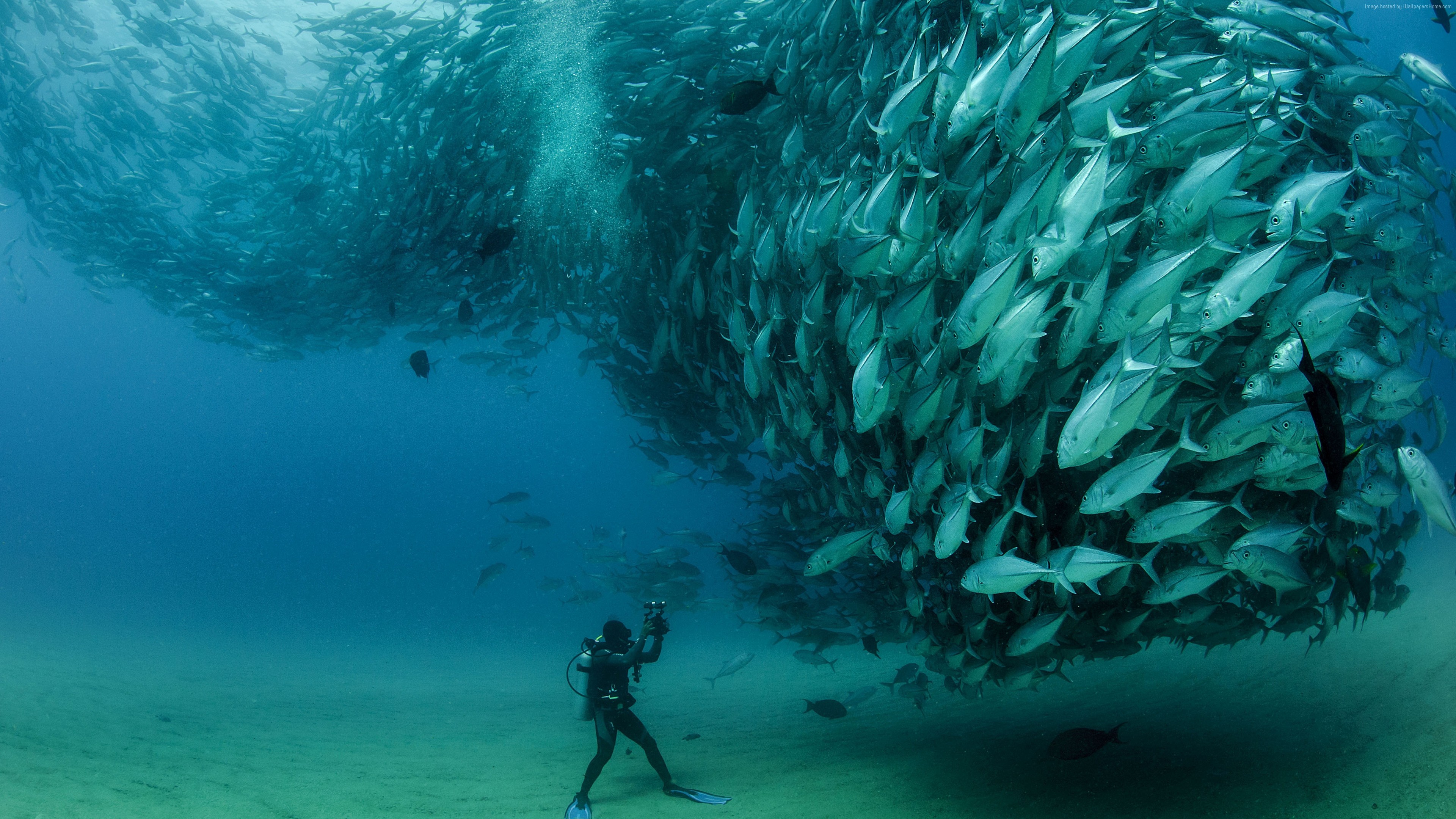 4k Wallpaper Cabo Pulmo National Park Mexico Diving Fish