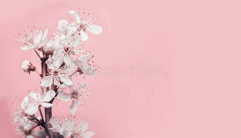 Pink Cherry Blossom Wallpaper