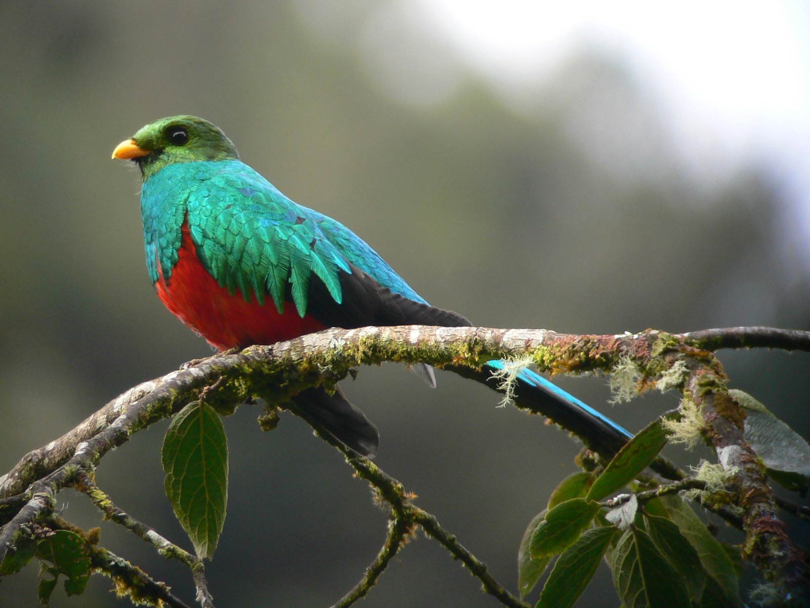 Quetzal Wallpaper And Background Animals Town