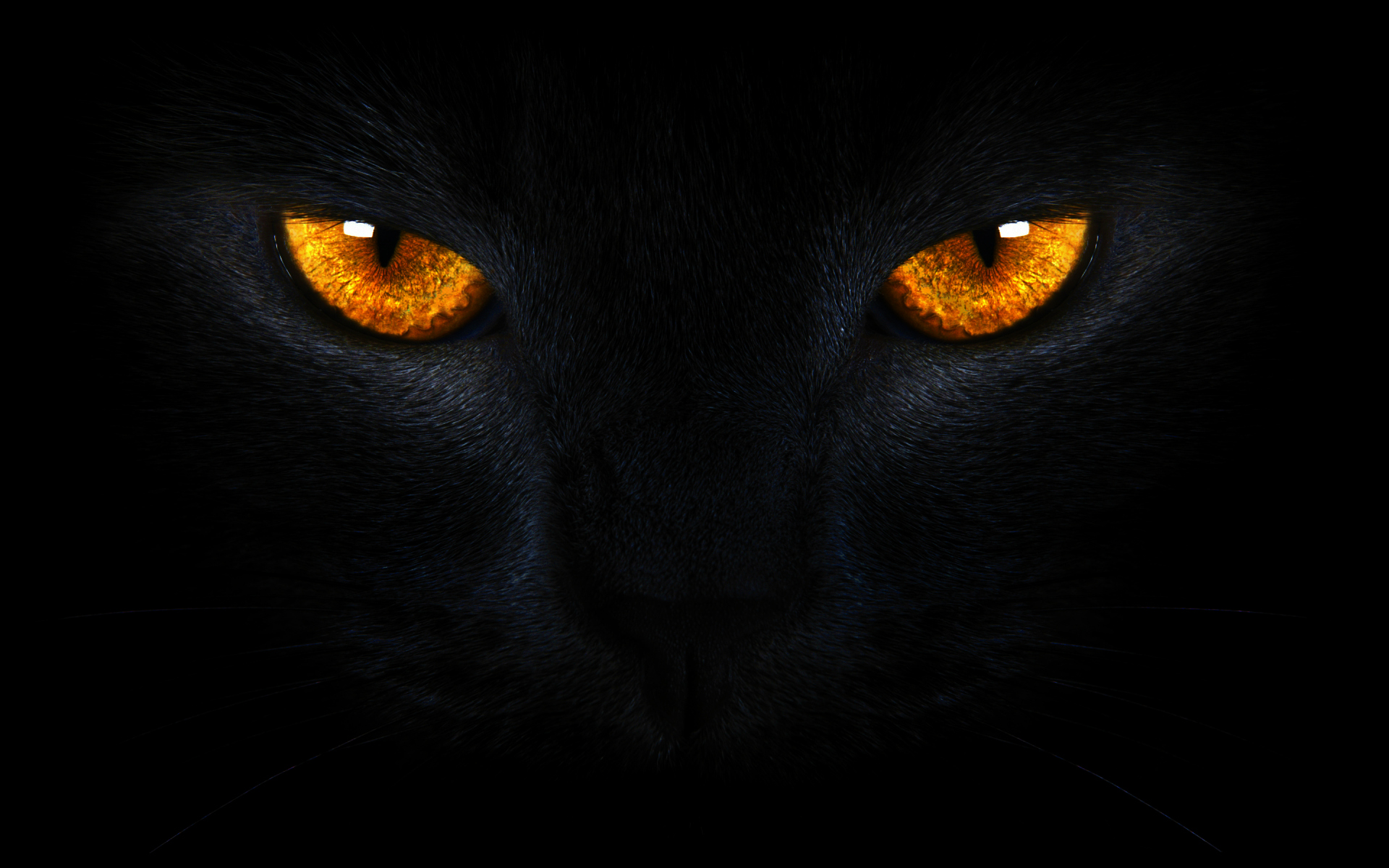 black cat with gold eyes Car Pictures