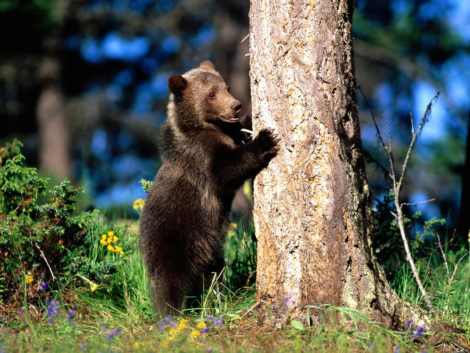 HD Desktop Wallpaper Bears Bear Grizzly