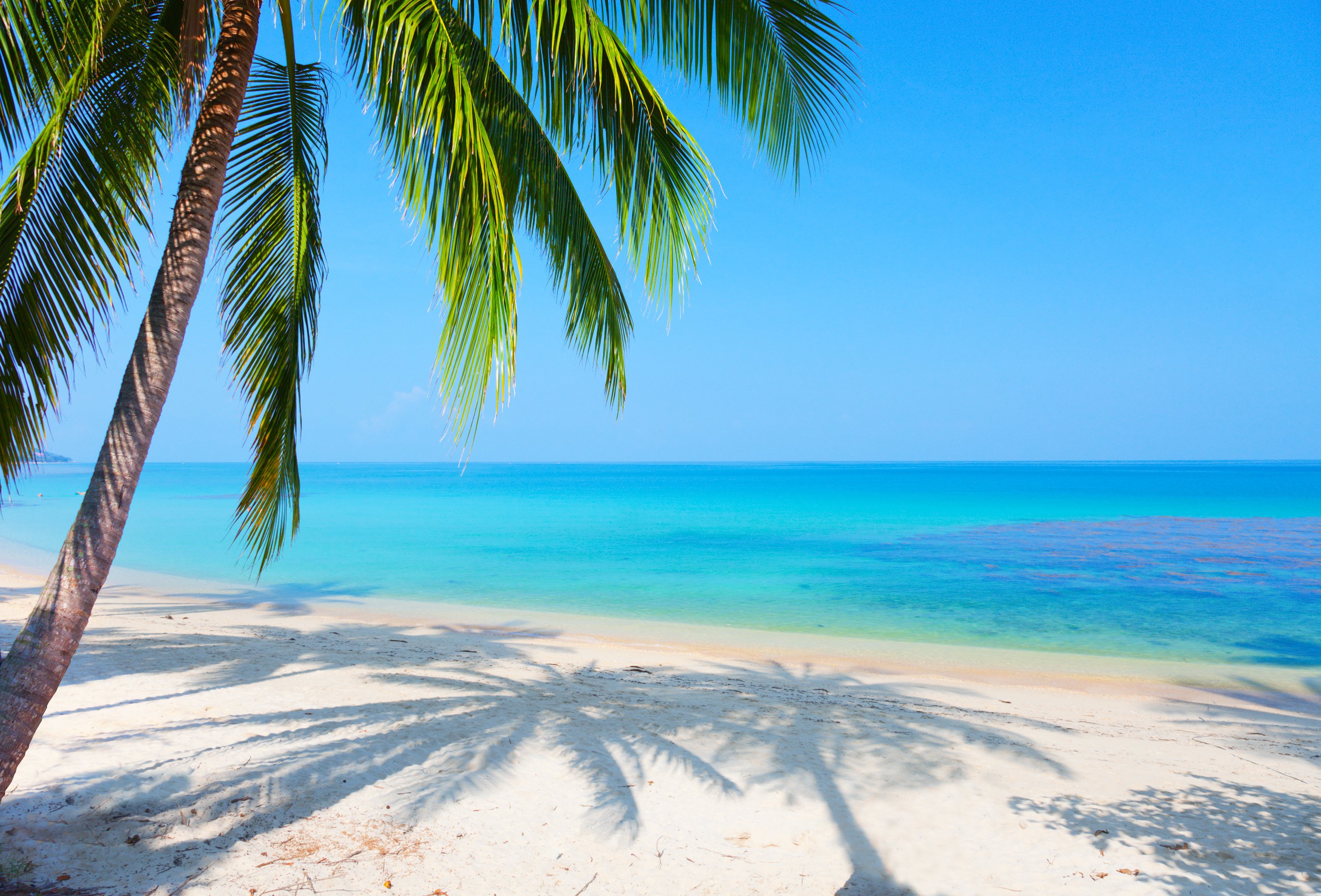 Beach Reflection Landscape Palm Tree Sea Wallpaper