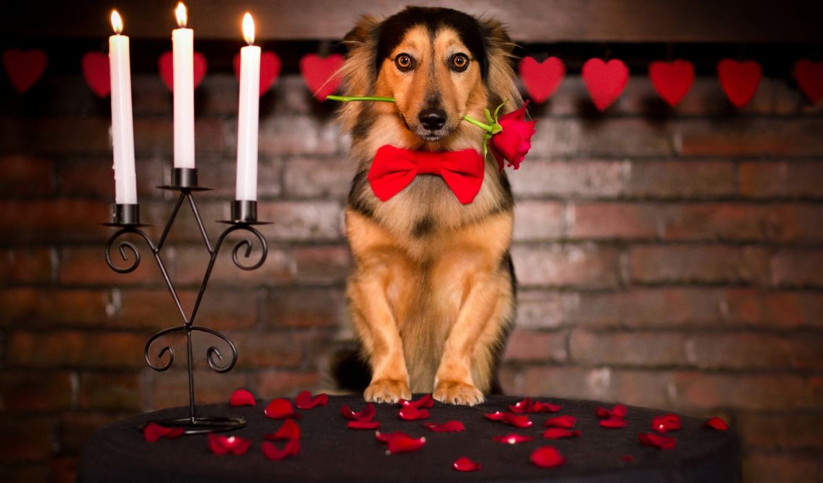 Valentine Dog Wallpaper Top Background