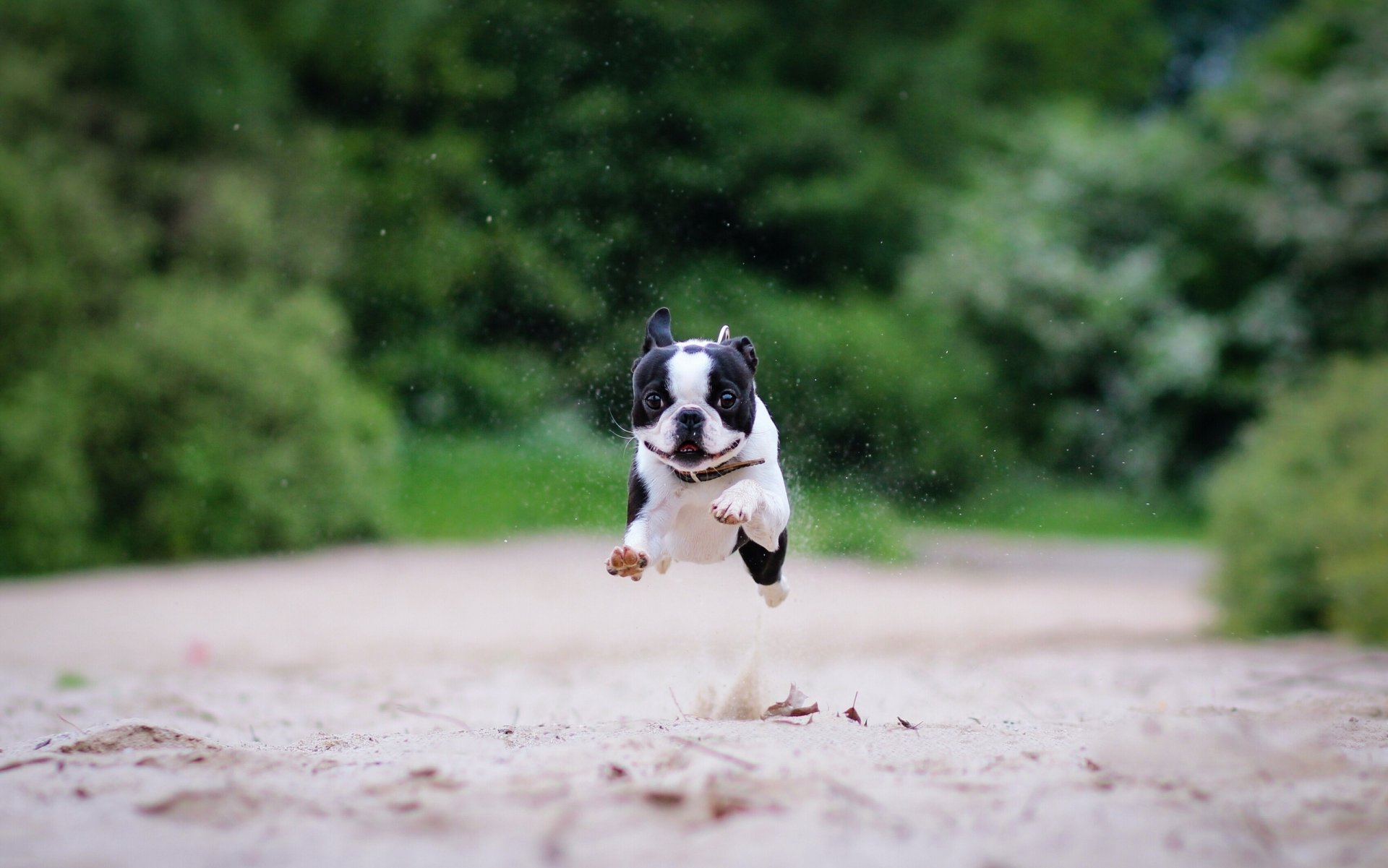 Joyful French Bulldog HD Wallpaper