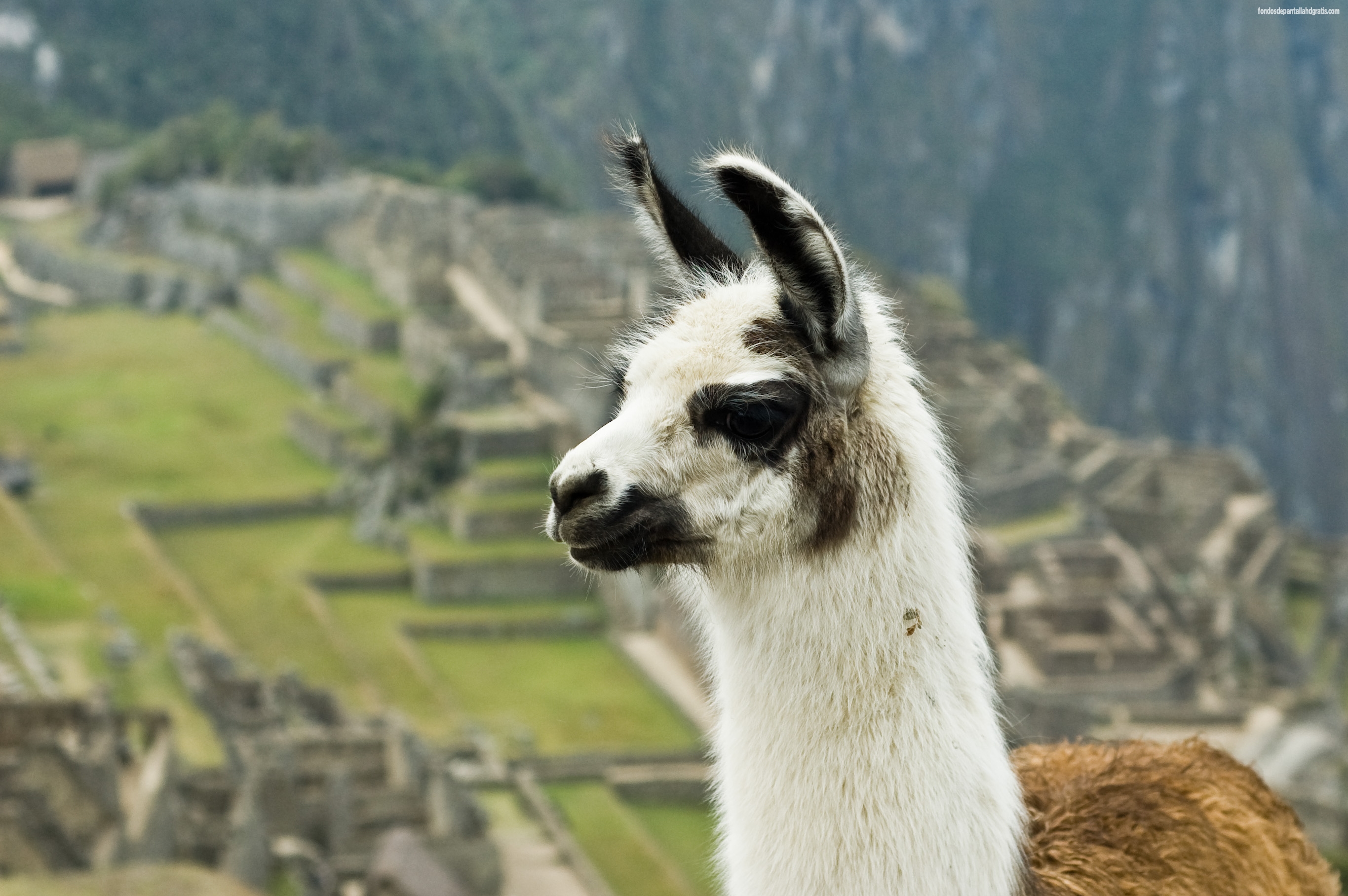 Descargar Imagen Llama On Machu Picchu HD Widescreen Gratis